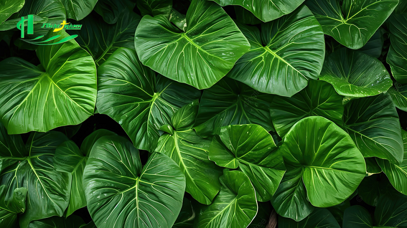 Tranh lá cây nhiệt đới Tranh lá cây nhiệt đới